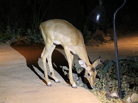 Handaufzucht, Impala im Samburu Larsens Camp