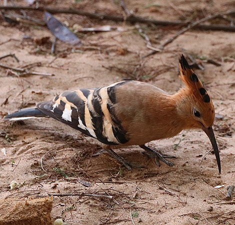Wiedhopf im Soroi Larsens Camp