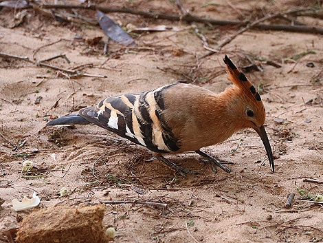 African Hoopoe