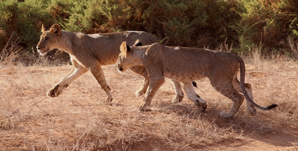 junge, hungrige L&ouml;wen im Sambu Reservat