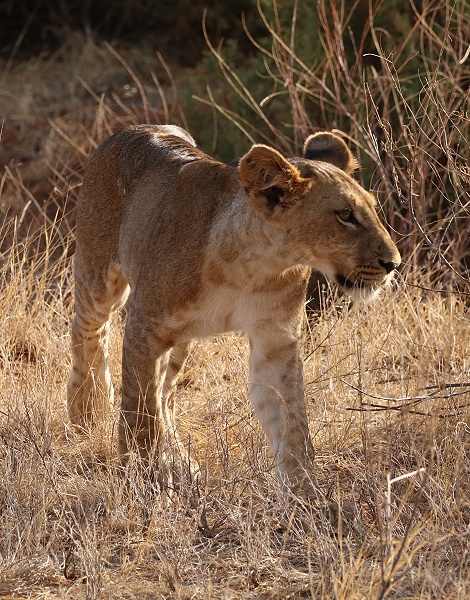 junge, hungrige L&ouml;wen im Sambu Reservat