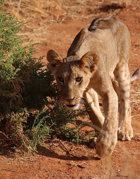 junge, hungrige L&ouml;wen im Sambu Reservat
