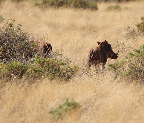 L&ouml;wen jagen Warzenschweine, Samburu Reservat