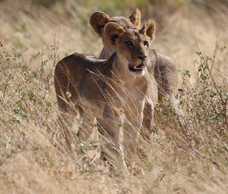 L&ouml;wen jagen Warzenschweine, Samburu Reservat