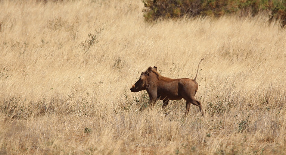 L&ouml;wen jagen Warzenschweine, Samburu Reservat