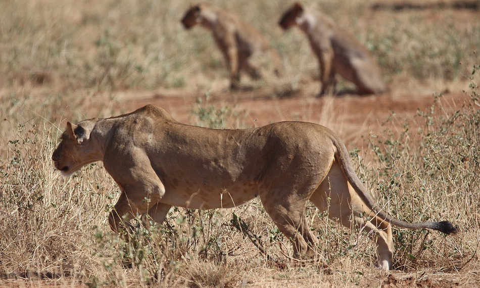 L&ouml;wen jagen Somalistrausse