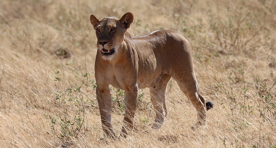 L&ouml;wen jagen Warzenschweine, Samburu Reservat