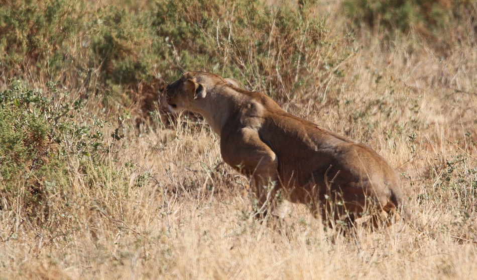 L&ouml;wen jagen Warzenschweine, Samburu Reservat