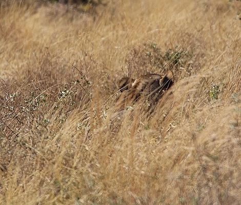 L&ouml;wen jagen Warzenschweine, Samburu Reservat