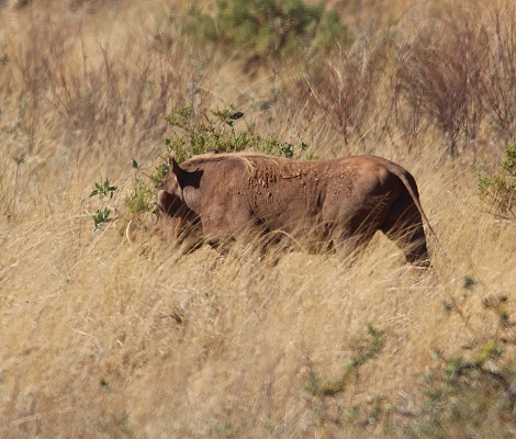 L&ouml;wen jagen Warzenschweine, Samburu Reservat