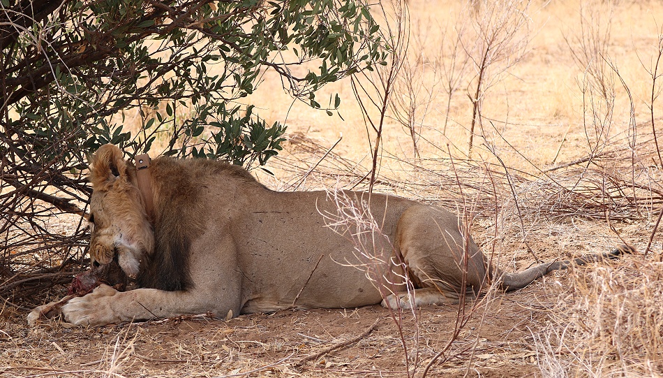 L&ouml;we frisst Dik Dik im Samburu Reservat