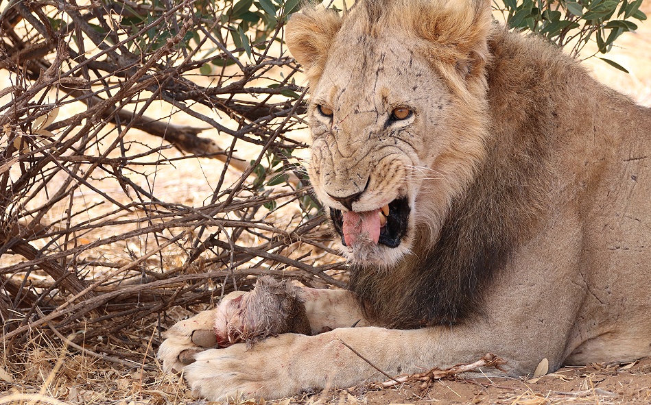 L&ouml;we frisst Dik Dik im Samburu Reservat