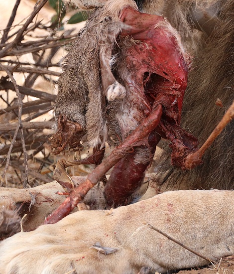 L&ouml;we frisst Dik Dik im Samburu Reservat