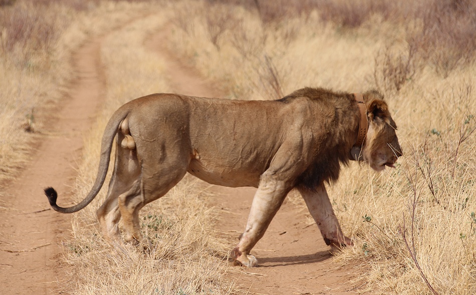 L&ouml;we mit Senderhalsband, Samburu