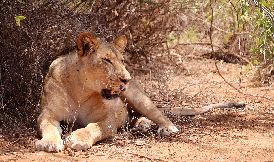 L&ouml;wen Weibchen im Samburu Reservat