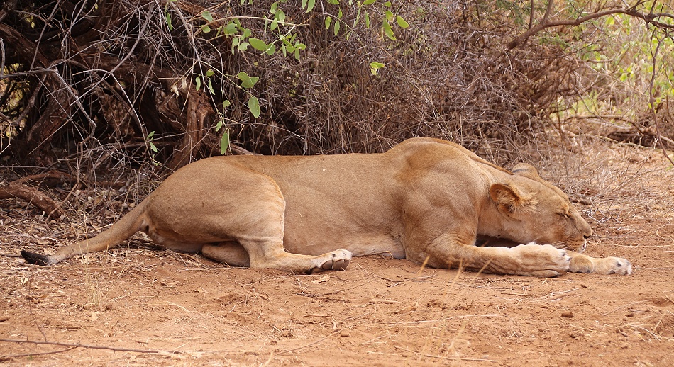 L&ouml;wen Weibchen im Samburu Reservat