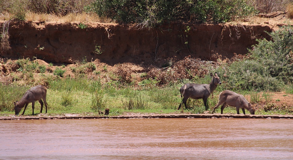 Soroi Samburu - Lodge, Samburu Nationalreservat