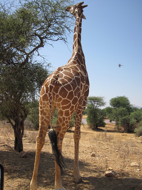 Netzgiraffe frisst an Akazie