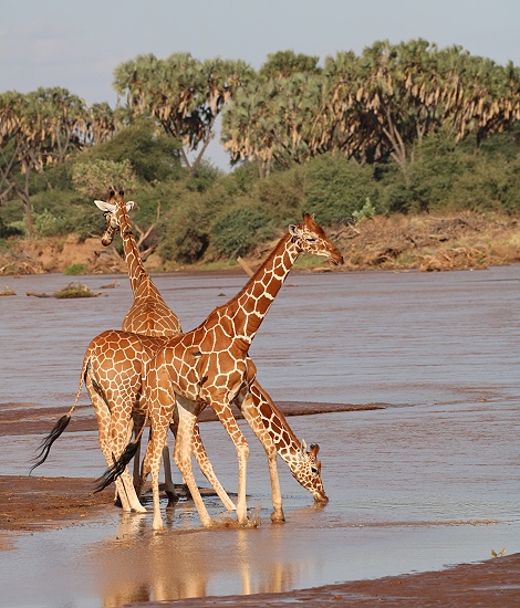 Netzgiraffen trinken im Ewaso Ngiro