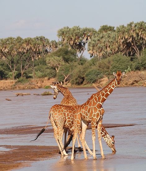 Netzgiraffen trinken im Ewaso Ngiro