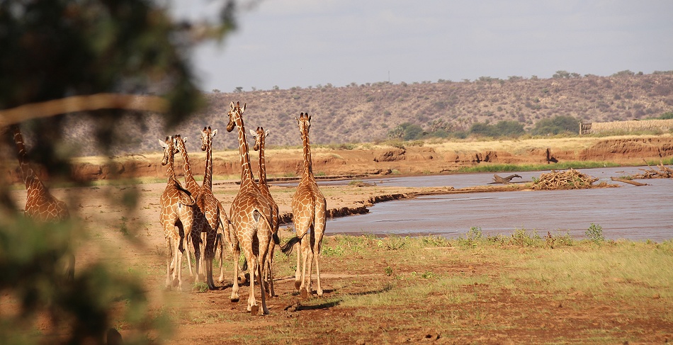 Netzgiraffen trinken im Ewaso Ngiro