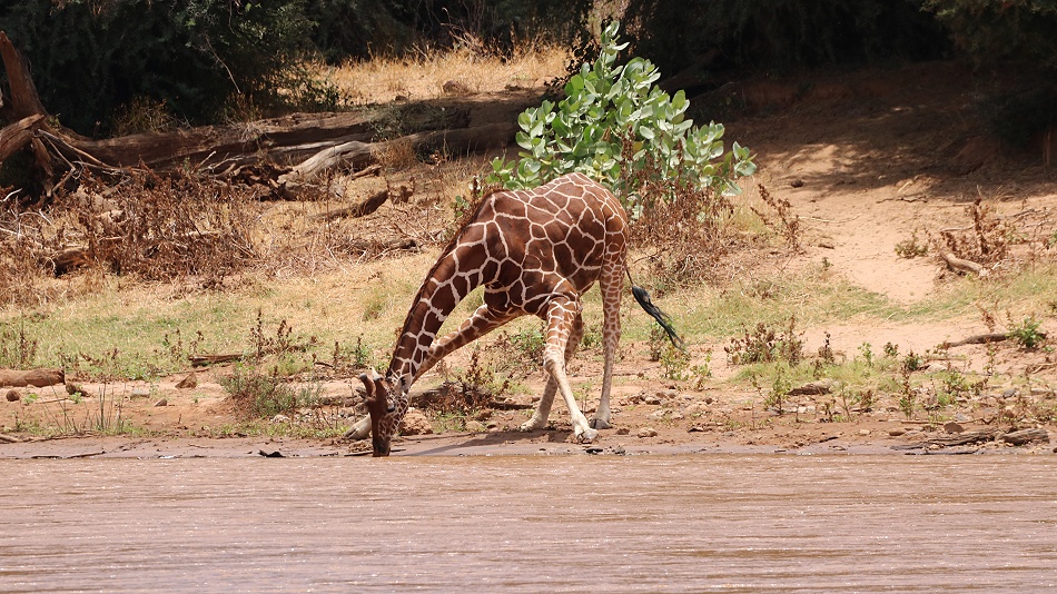  am Ufer des Ewaso Ngiro