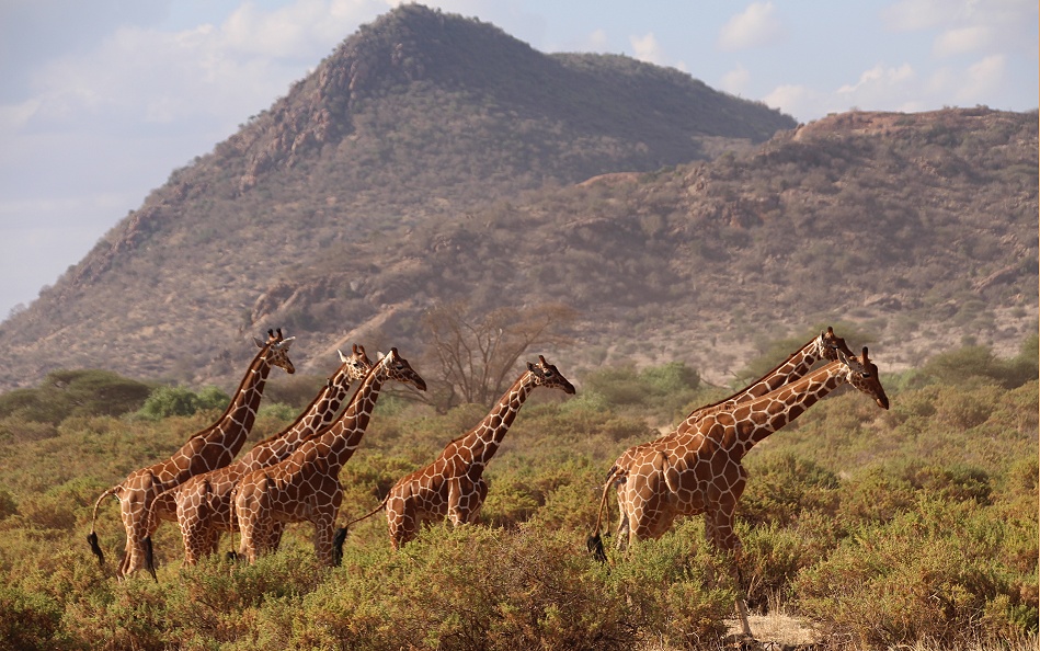 viele Netzgiraffen im Samburu Reservat