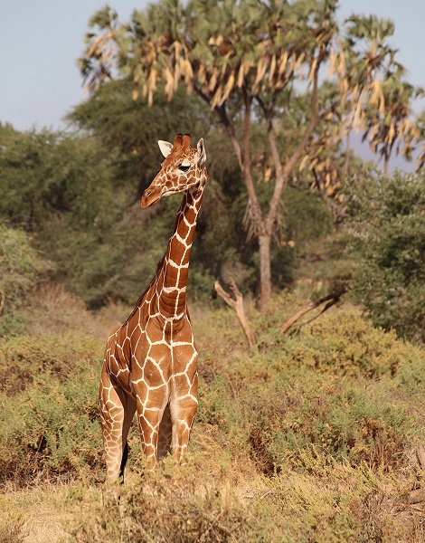 Netzgiraffen im Samburu Reservat