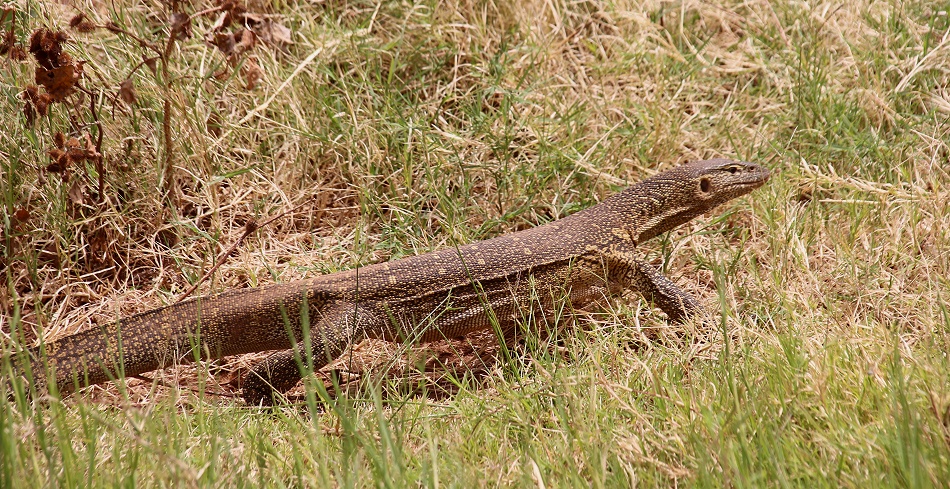 Nilwaran am Ufer des Ewaso Ngiro