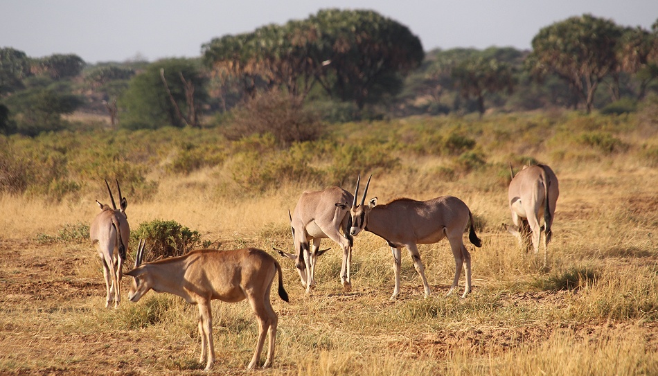 Oryx Antilopen