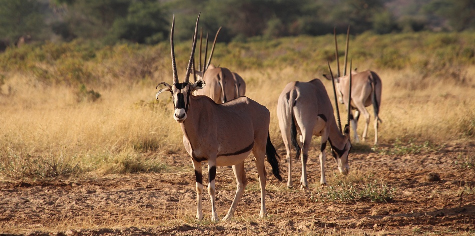Oryx Antilopen