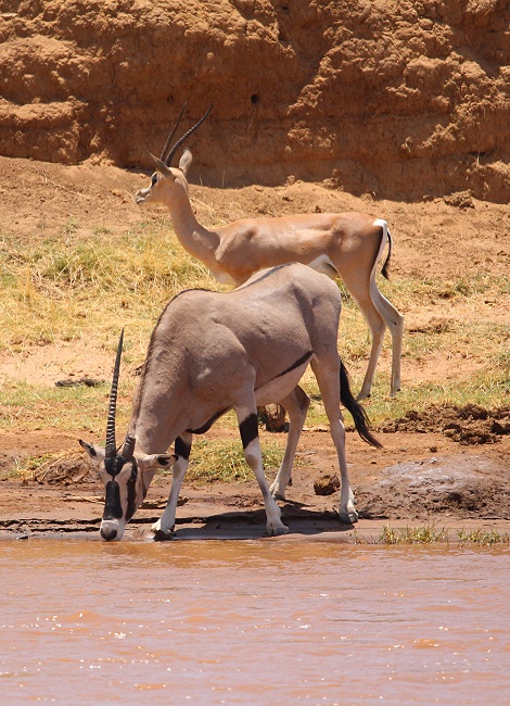 &Ouml;stliche Grantgazellen und Oryx Antilope am Ufer des Ewaso Ngiro