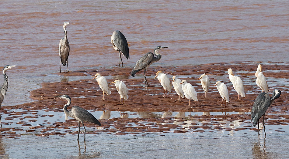 Kuh- und Schwarzkopfreiher