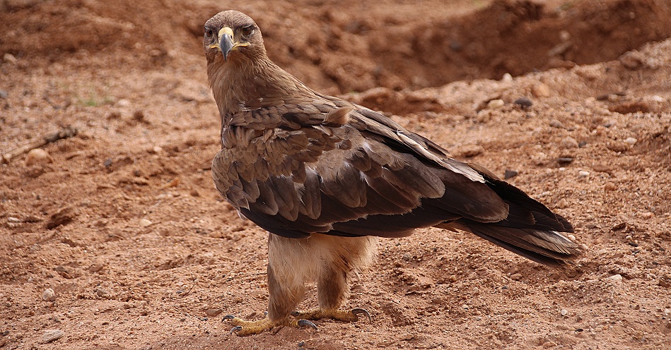 Raub- oder Savannenadler, Samburu