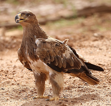 Raub- oder Savannenadler