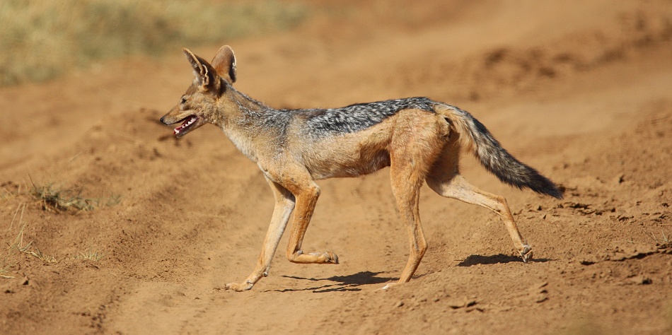 Schabrackenschakal jagt Nilgrasratten