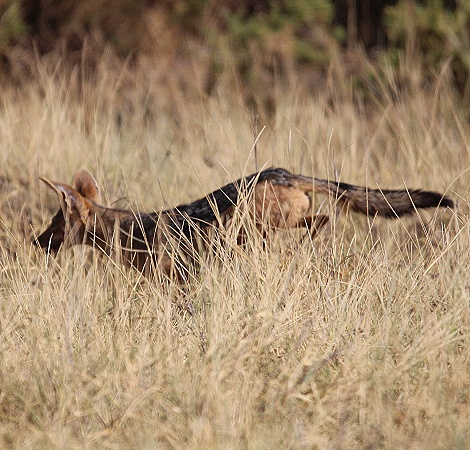 Schabrackenschakal jagt Nilgrasratten