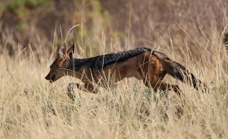 Schabrackenschakal jagt Nilgrasratten
