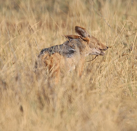 Schabrackenschakal jagt Nilgrasratten