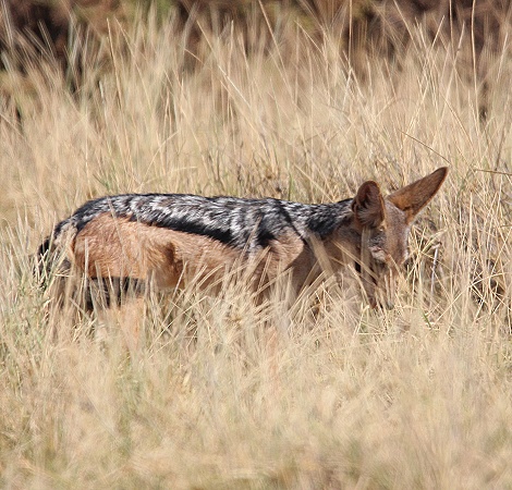 Schabrackenschakal jagt Nilgrasratten