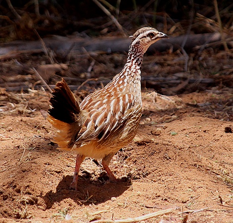 Schopffrankolin im Samburu