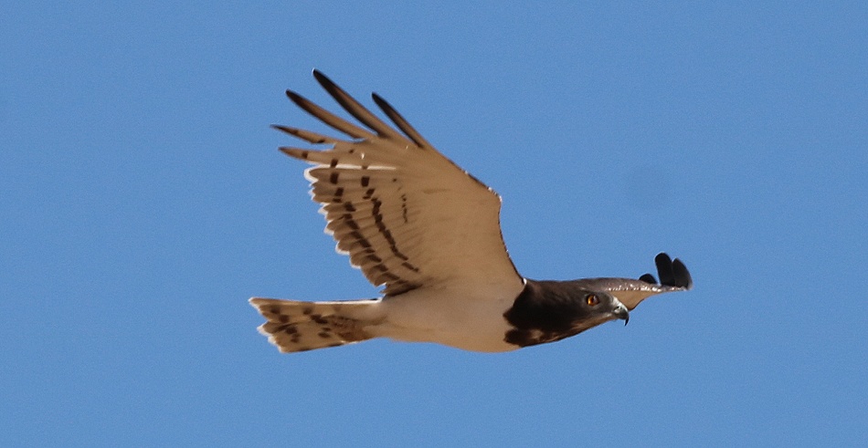 Schwarzbrustschlangenadler im Flug