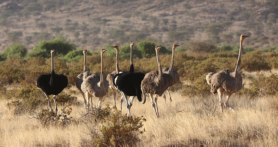 Somalistrausse werden von L&ouml;wen beobachtet