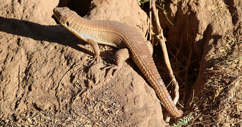 Sudan Schildechse, Gerrhosaurus major