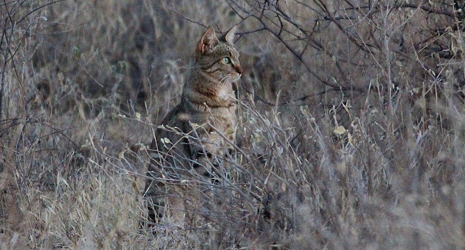 Afrikanische Wildkatze, Samburu Reservat