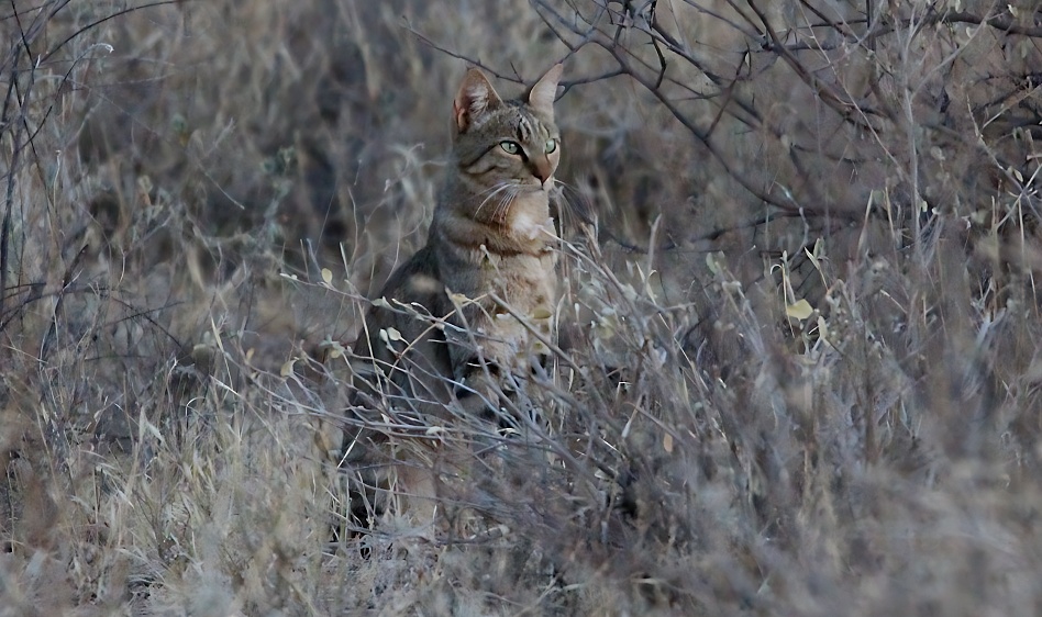 Afrikanische Wildkatze, Samburu Reservat