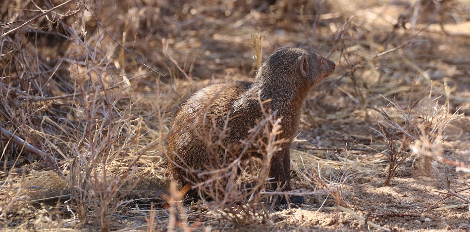 Zwergmangusten, Samburu