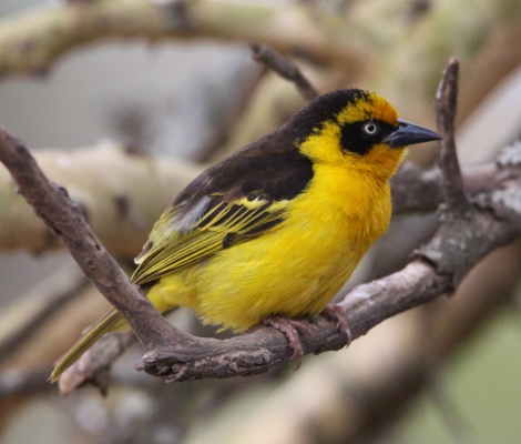 Bagalafecht weaver