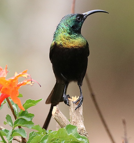 Bronze sunbird