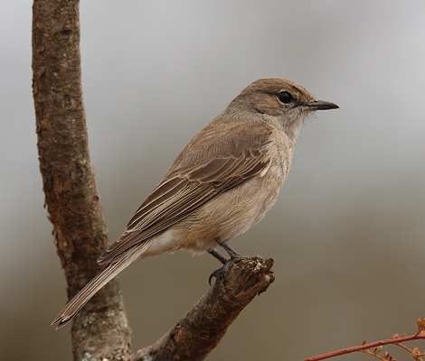 Grey flycatcher